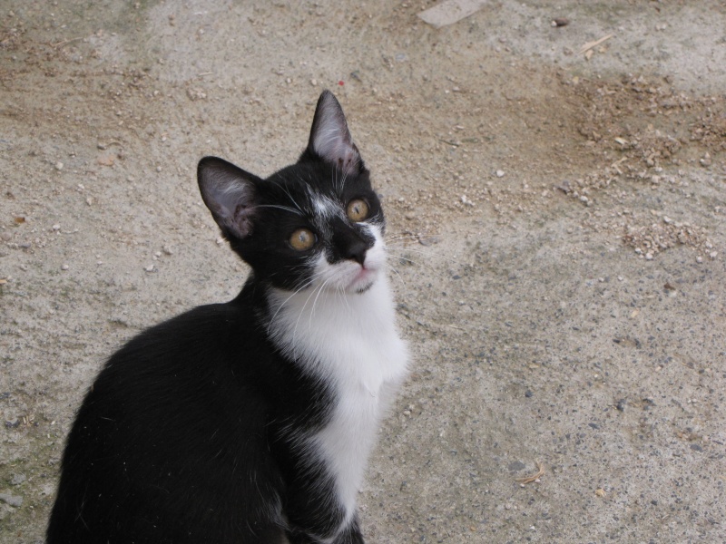 PHILO (chaton noir et blanc) Img_1827