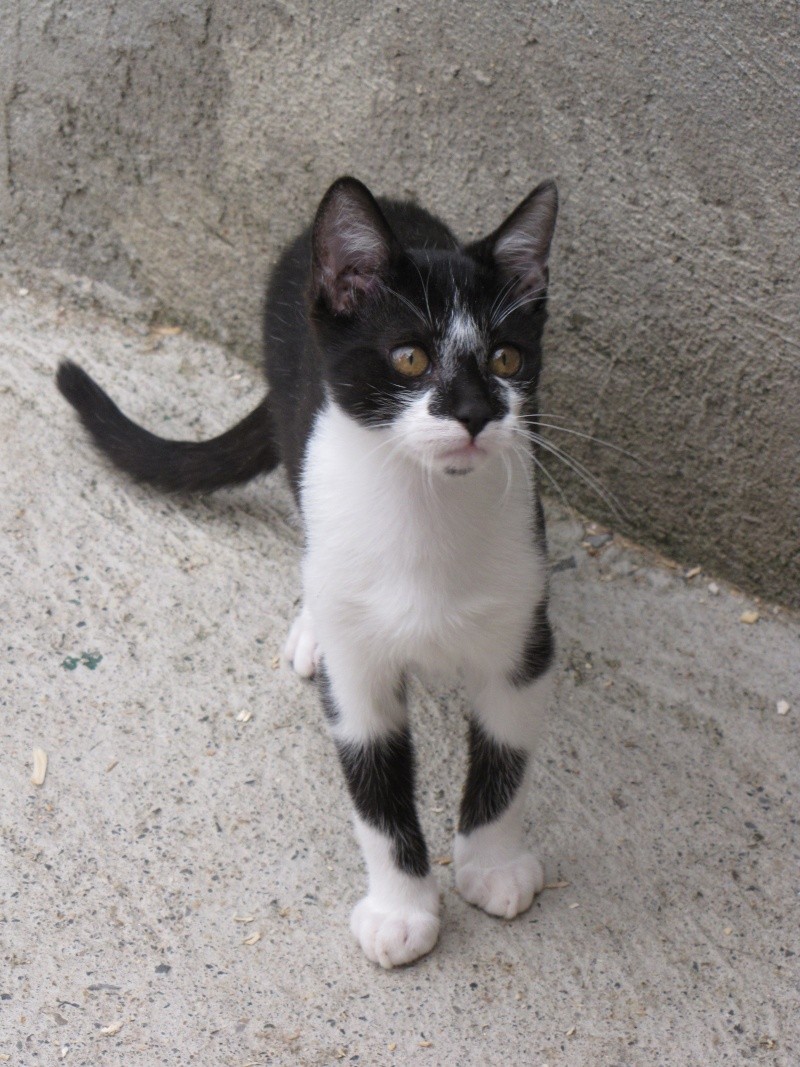 PHILO (chaton noir et blanc) Img_1828