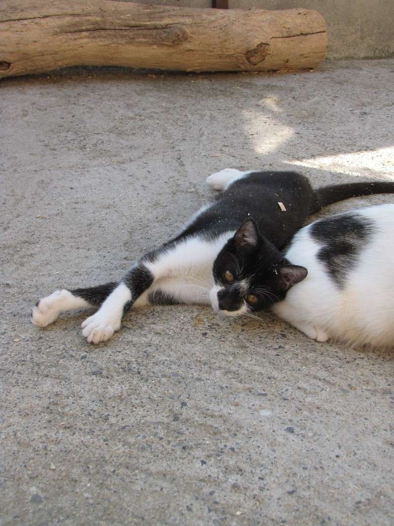 PHILO (chaton noir et blanc) Img_1925