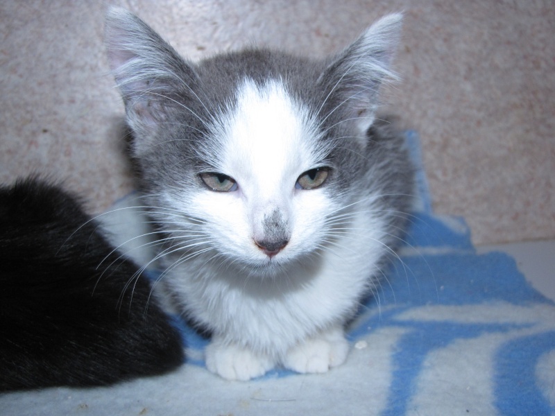 LANDER (chaton gris et blanc) Lander11