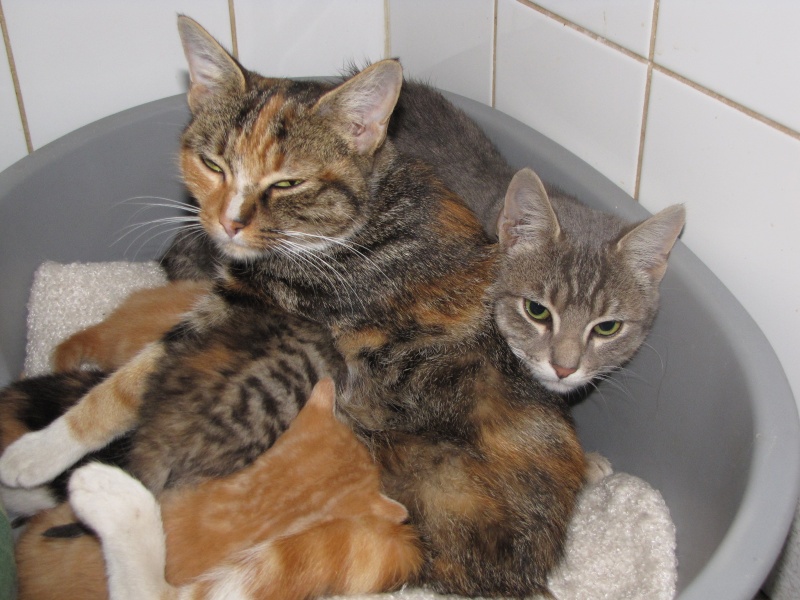 Pinky chatte photos