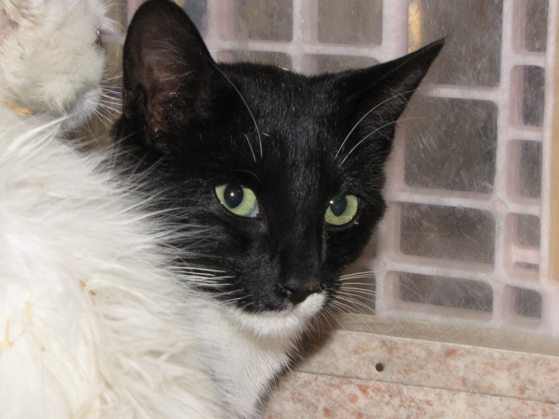 SHEBA(chaton européen noir et blanc) Sheba10