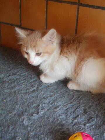 Joker Chaton Angora Roux Et Blanc Joker Chaton Angora Roux Et Blanc