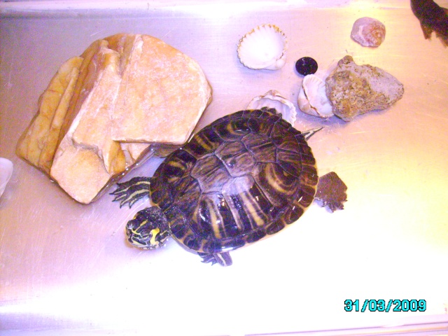 identification de ma tortue lola Img_0010