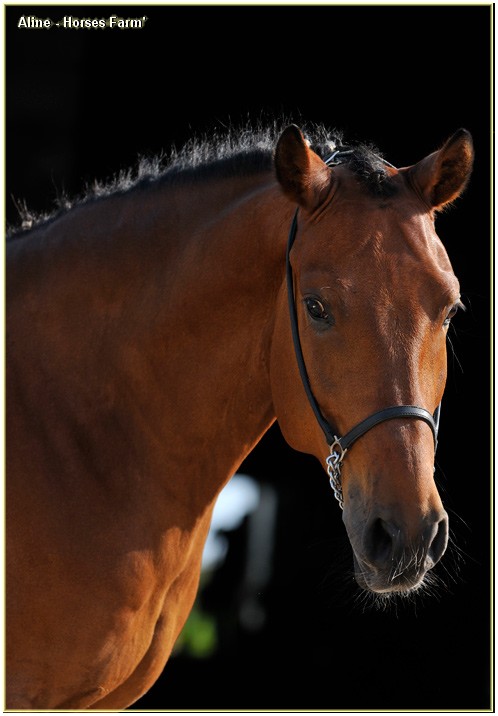 - Aline [ Saddlebred - Classe D ] - 12 221× Aline10