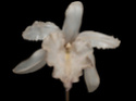 LEOPOLD et RUDOPH BLASCHKA Orchid10