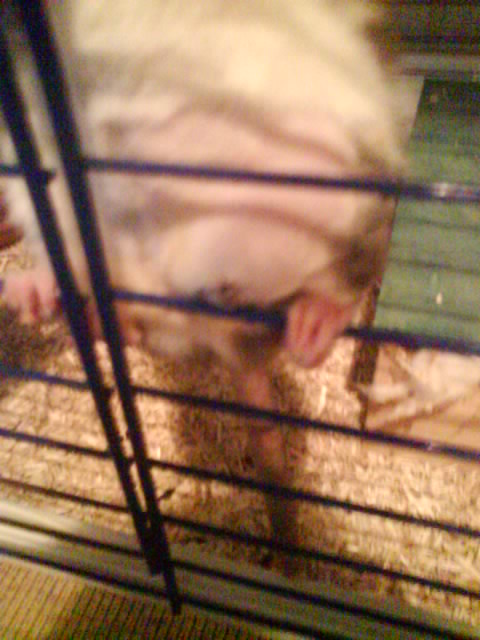 J'ai peur que ma ratte face une infection.. Photo_19