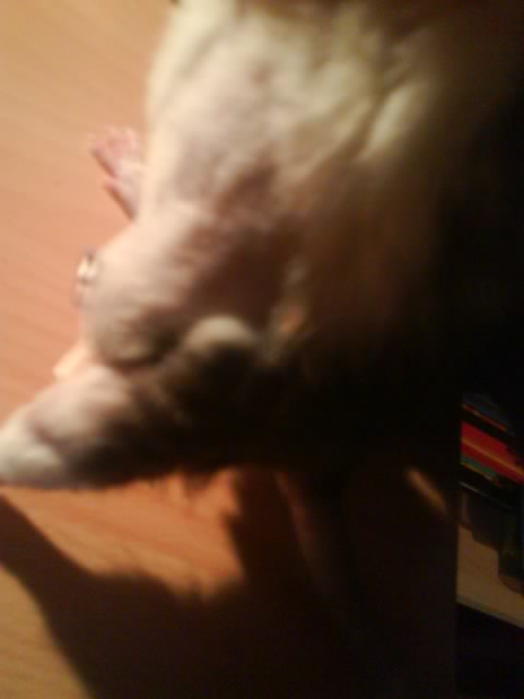 J'ai peur que ma ratte face une infection.. Photo_20