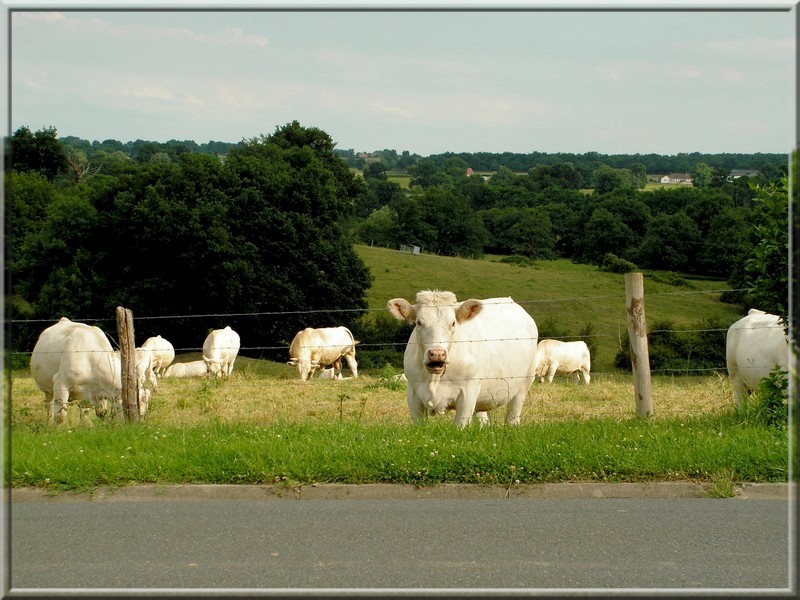 Balade.... Entre Sologne et Val d'Allier. Essai_21