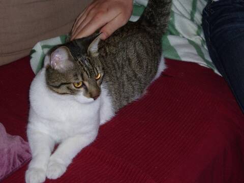 Perdu Chat Europeen Blanc Et Tigre Gris Buxerolles Retrouve Perdu Chat Europeen Blanc Et Tigre Gris Buxerolles Retrouve