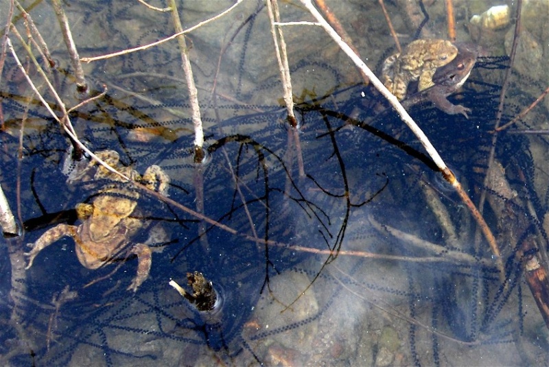 Reproduction du crapaud commun Hpim2415