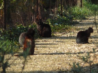 Chats des rues a sauver! - Niort P1160713