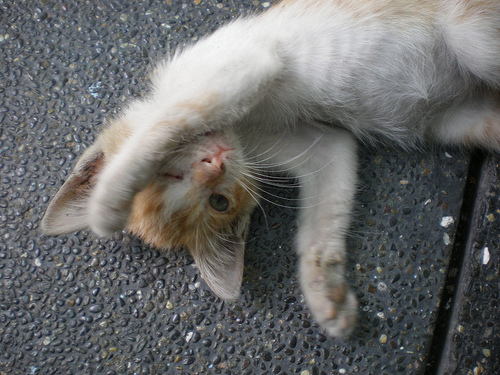 UNIVERSITY STUDENT POSTS IN HIS BLOG HOW HE KILLED A CAT... ONE SICK _ _ _ _! - Page 2 Teteng13