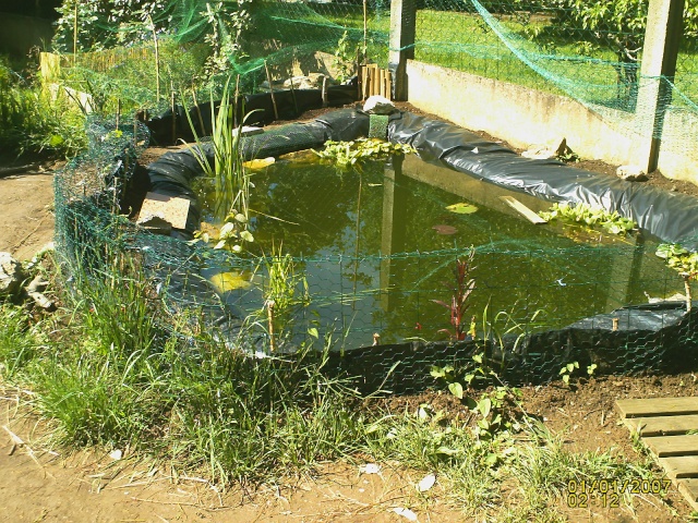 bassin à tortue numero 2 Bassin12