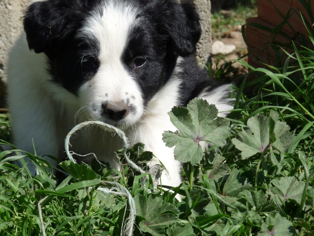 Chiots de la St Valentin!!!!!!!!! - Page 27 Astuce83