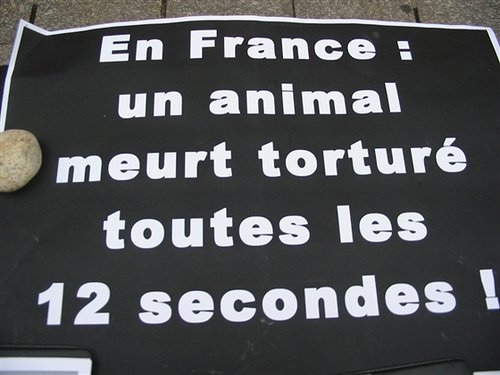 Non a la torture envers les animaux!! Ed_cel12