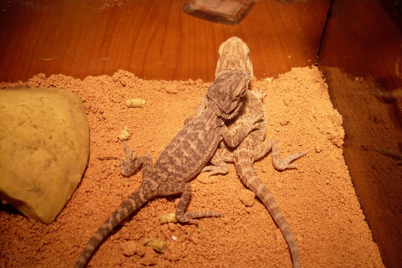 Les petits nouveaux (pogona vitticeps) Mes_po11