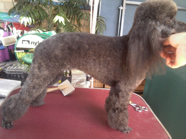 Dont faint, I actually groomed my poodle!!! Photo-13