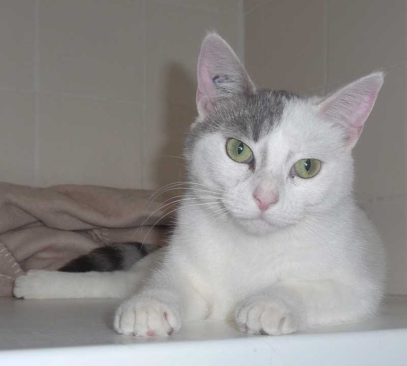 BUDDY (grise et blanche) - FIV+ Buddy-11