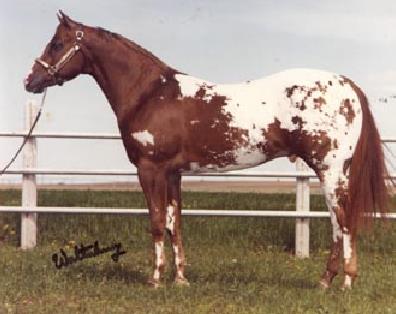 star fire and mid fire arive with there baby 2-hors13
