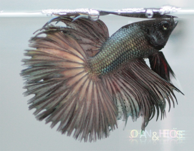 Reproduction betta splendens HM turquoise x CT turquoise Photo211