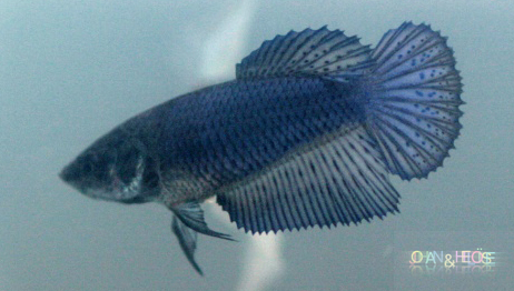 Femelles betta splendens multi et dark blue geno DT à vendre Photo_40