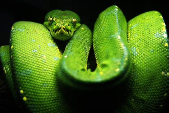 Python tapis Python11
