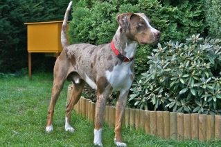 Le chien de catahoula Louisi10