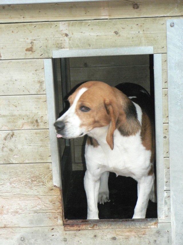 [URGENT] Beagle mâle, fourrière de Niort (79) P1110125