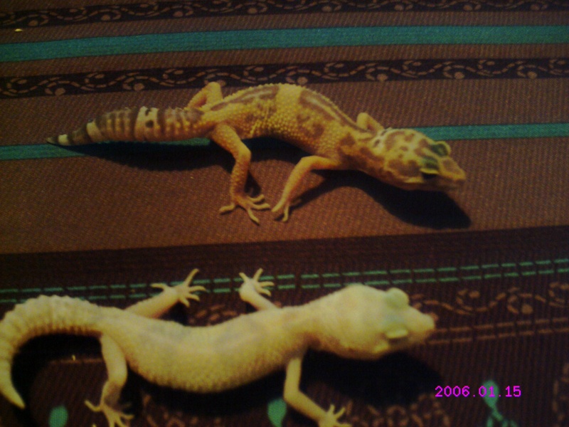 mon couple de gecko Crim0014