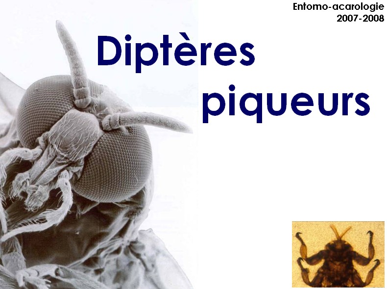 Diptères piqueurs (Entomologie, cours ENVA, ppt, 2008) Dipter10