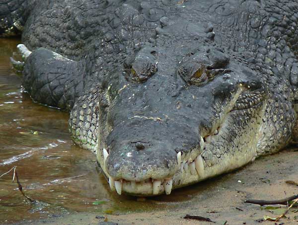 Le crocodile marin Crocod10