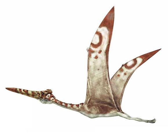 L'hatzegopteryx Hatz10