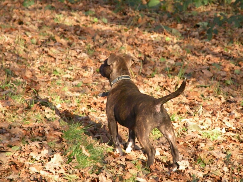 L'importance de la couleur bringée dans le Staffordshire Bull Terrier - La clé vers l'avenir !  _01619