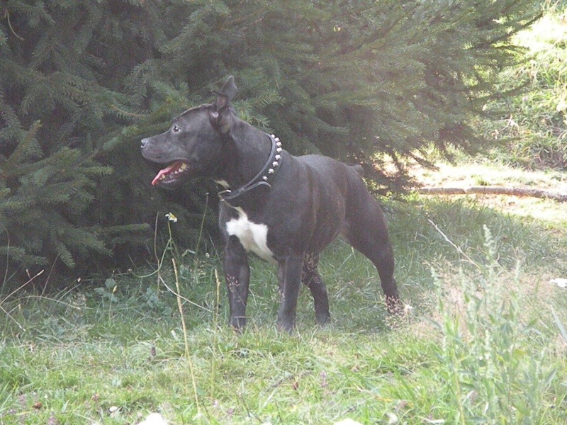 Camawach Dwynwen-Tala dans Bull and Terrier mag Mars 2009 ^^! _27210