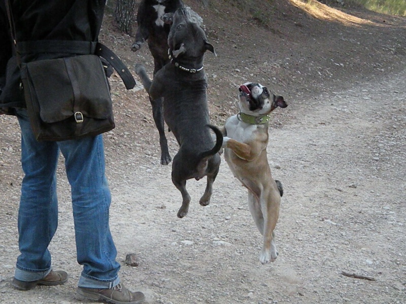 Jumping staffies ... and bulldog ^^ ! Aix_2330