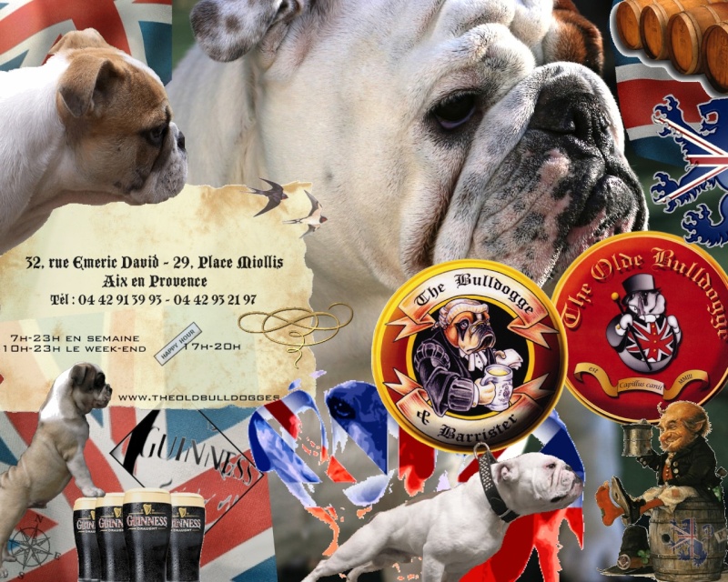 The Oldebulldogges  Update Logo_p12