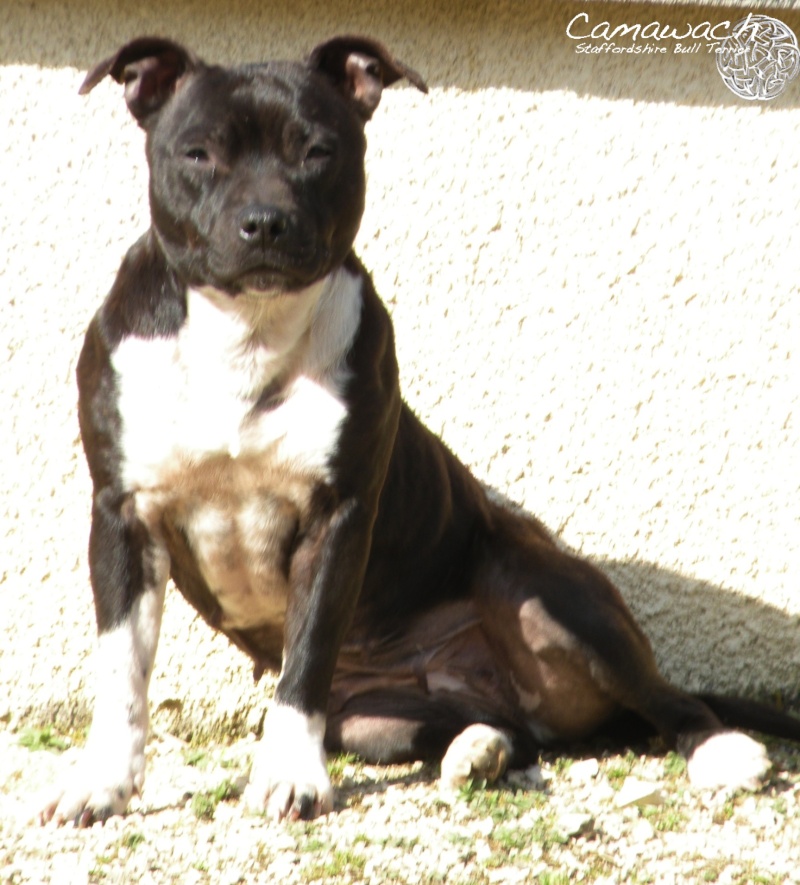 Staffies and sun Louve_10