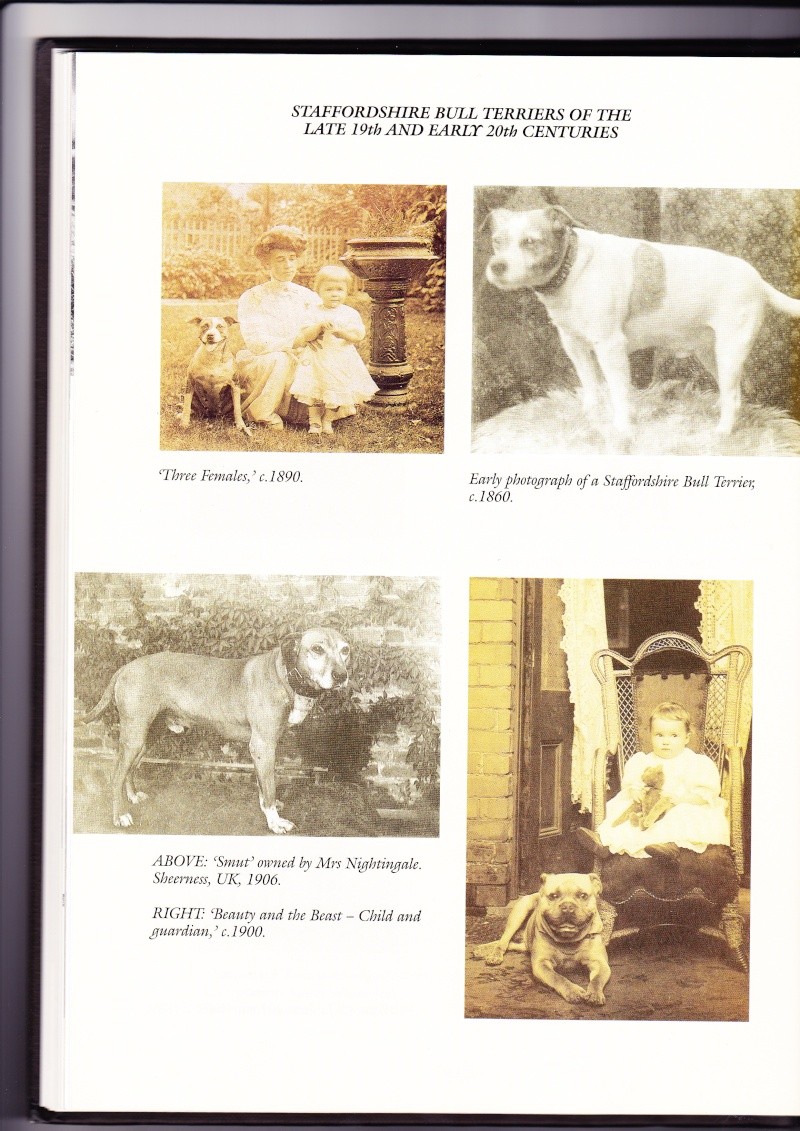 Extrait 1 du livre : A complete history of fighting dogs de Mike Homan / The Men and dogs of Staffordshire M_homa12