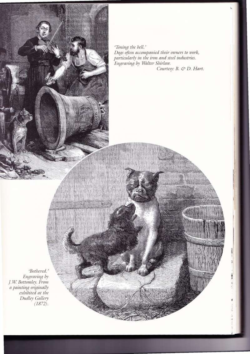 Extrait 1 du livre : A complete history of fighting dogs de Mike Homan / The Men and dogs of Staffordshire M_homa21