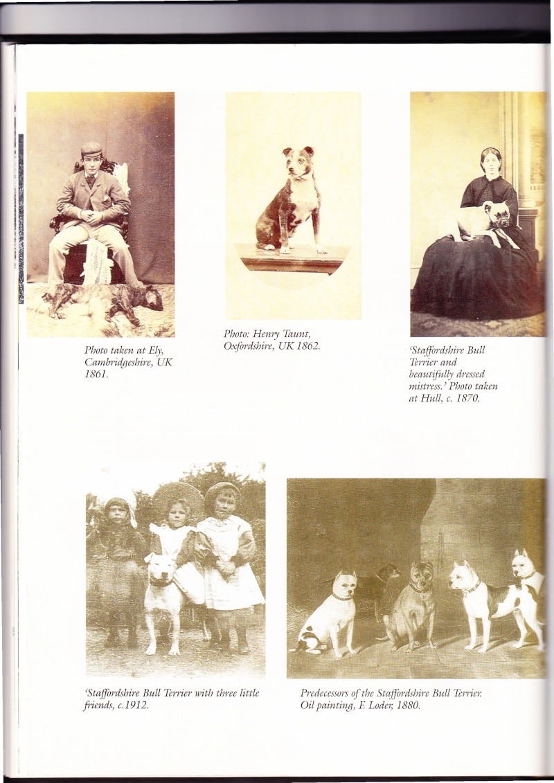 Extrait 1 du livre : A complete history of fighting dogs de Mike Homan / The Men and dogs of Staffordshire M_homa24