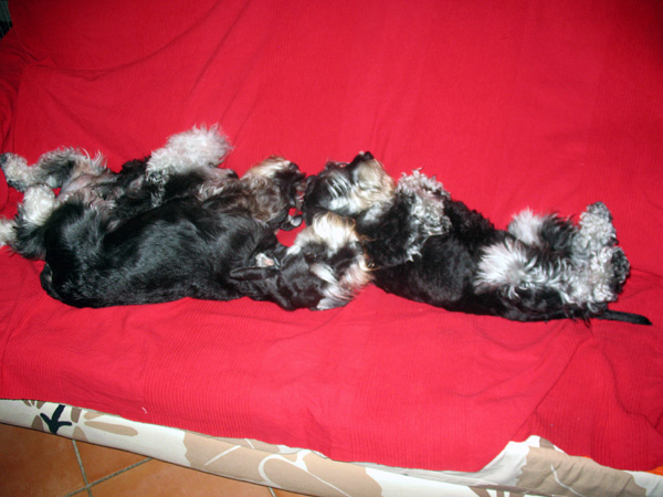 My miniature Schnauzers black and silver.. Img_4615