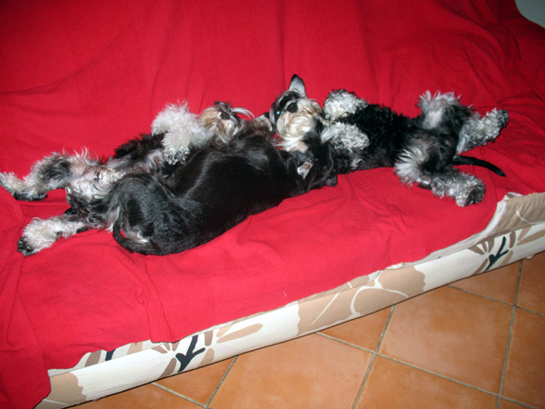 My miniature Schnauzers black and silver.. Img_4616