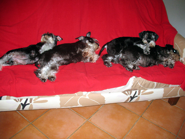 My miniature Schnauzers black and silver.. Img_4617