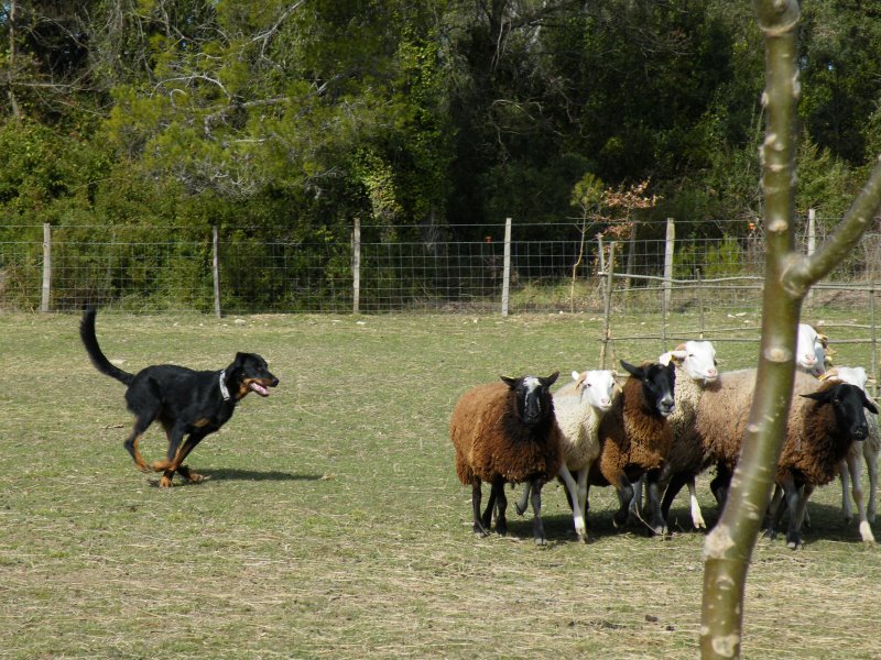 le beauceron au troupeau Dscf3511