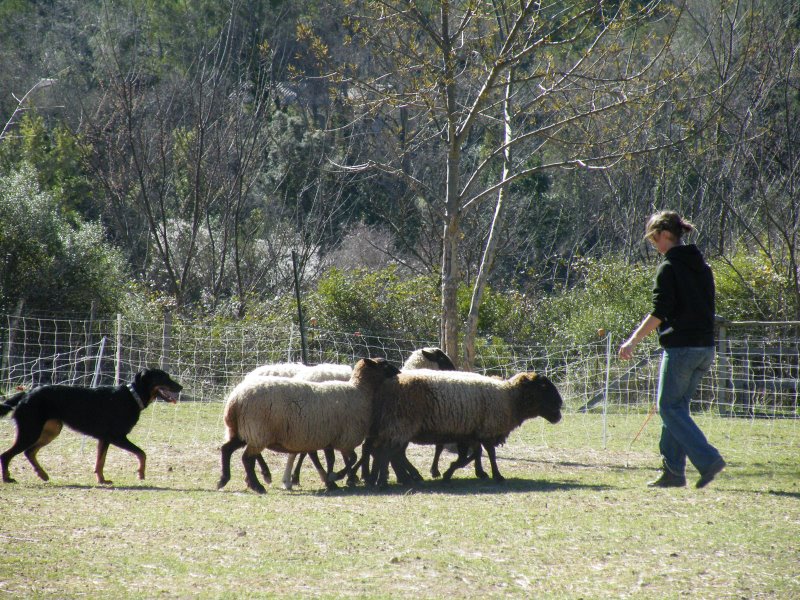 le beauceron au troupeau Dscf3712