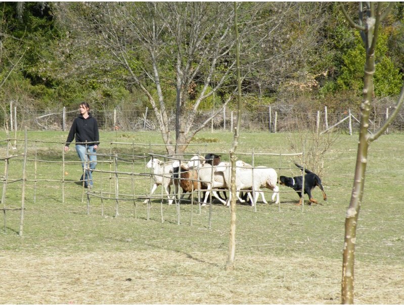 le beauceron au troupeau Sans_t10