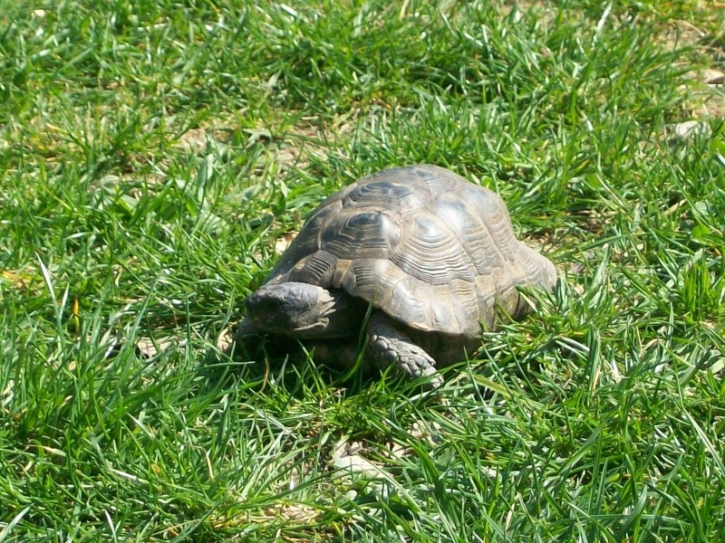 identification d une tortue trouvée Mars_210