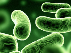 Indi, zbulohen bakterie te panjohura nga shkenca Bakter10