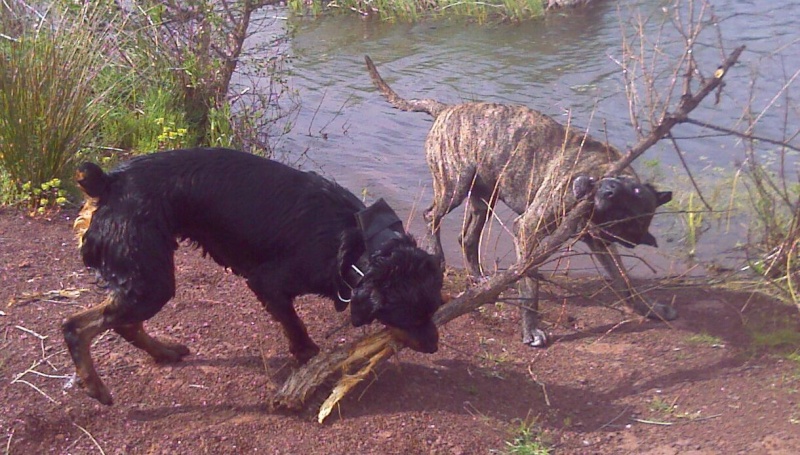 NOURS mâle (castré) Rottweiler né le 15 Juin 2007 Sai_a_10